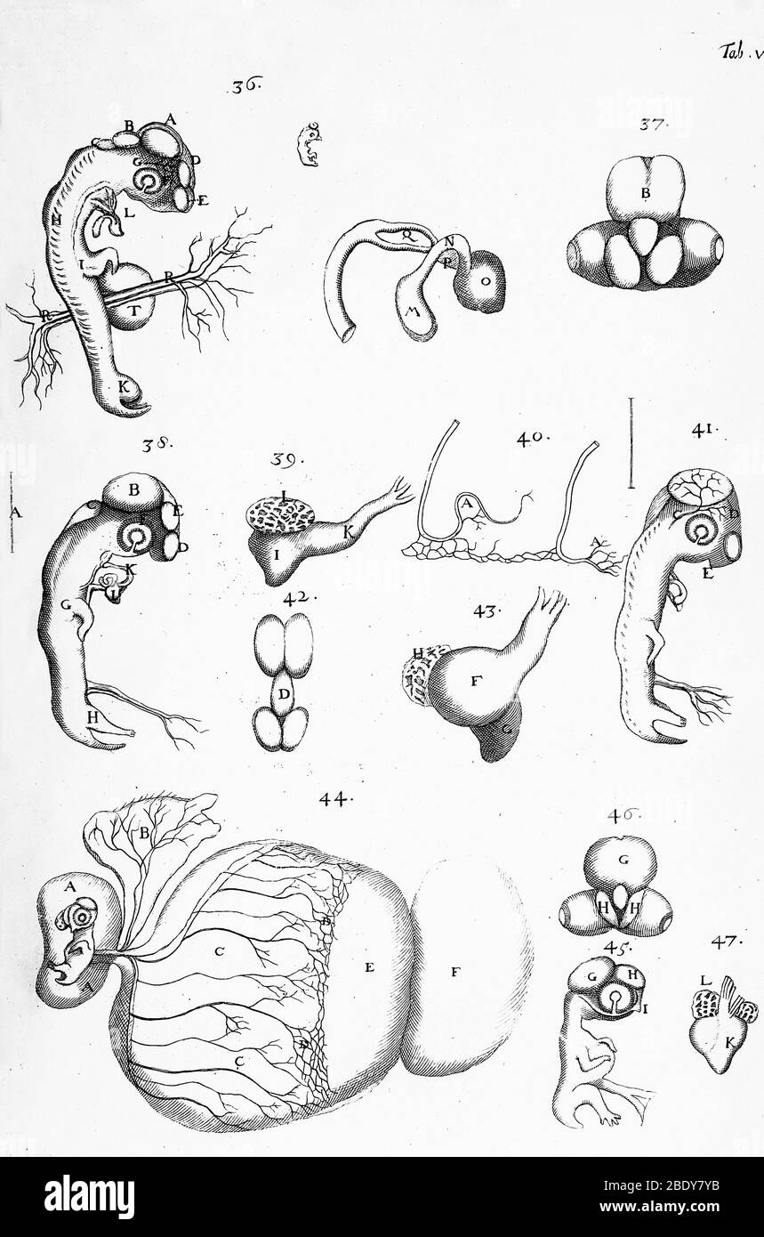 Ébryologie de Chick, Malpighi, 1687 Banque D'Images