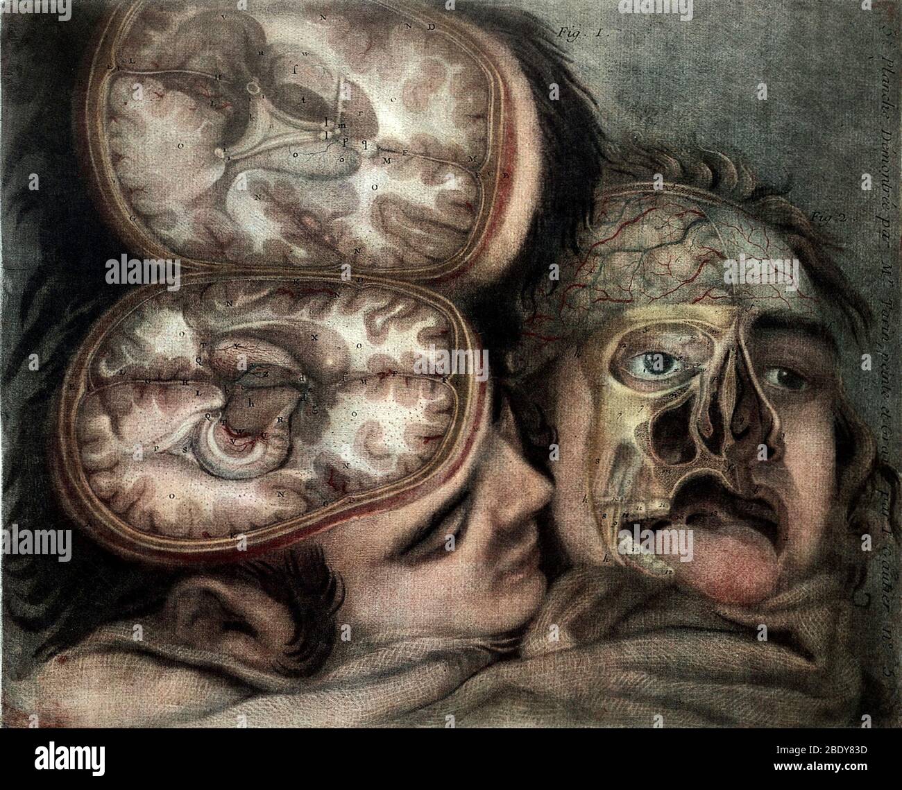 Cerveau et visage disséqués, Illustration, 1748 Banque D'Images