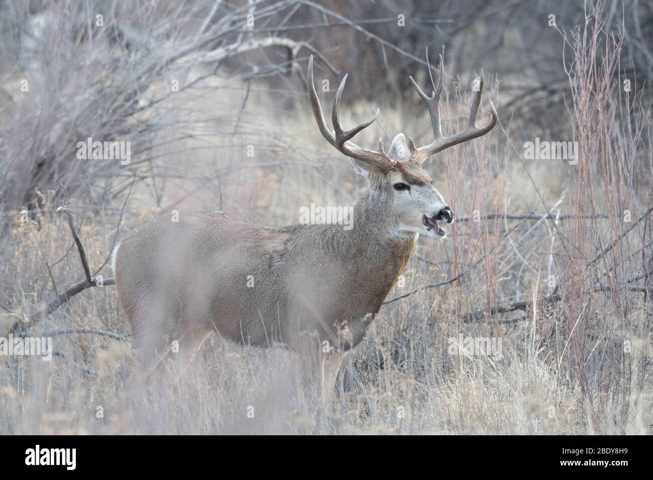 Rocky Mountain le Cerf mulet (Odocoileus hemionus hemionus), Bosque del Apache National Wildlife Refuge, Nouveau Mexique, USA. Banque D'Images