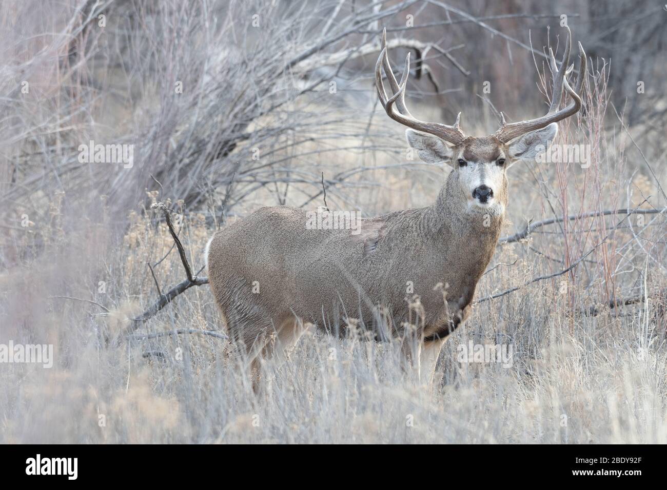 Rocky Mountain le Cerf mulet (Odocoileus hemionus hemionus), Bosque del Apache National Wildlife Refuge, Nouveau Mexique, USA. Banque D'Images