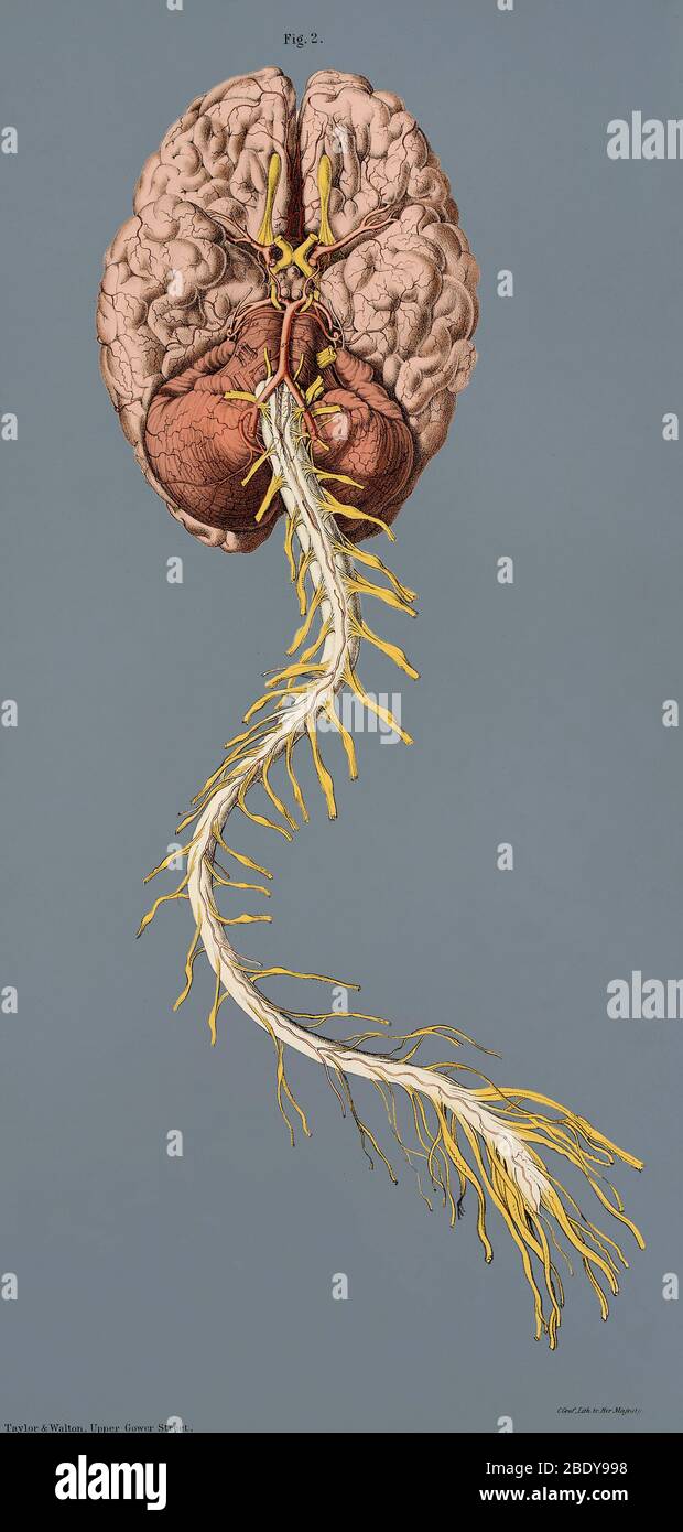 Artères rachidiennes et cerveau, Illustration, 1844 Banque D'Images