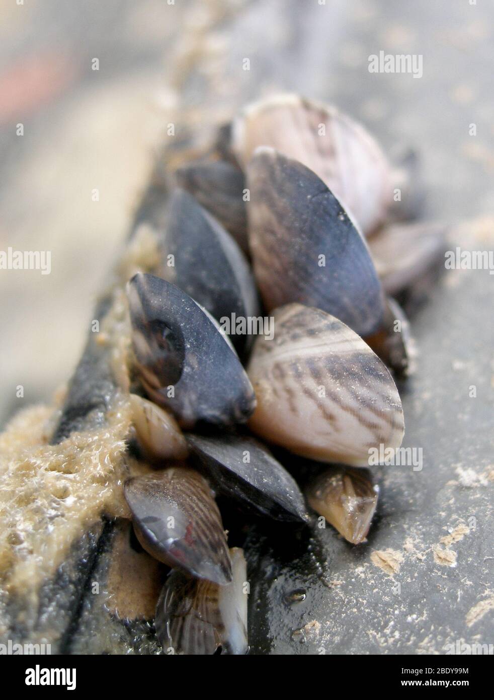 La moule quagga (Dreissena bugensis) Banque D'Images