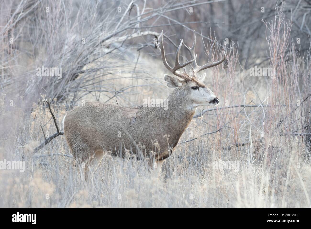 Rocky Mountain le Cerf mulet (Odocoileus hemionus hemionus), Bosque del Apache National Wildlife Refuge, Nouveau Mexique, USA. Banque D'Images