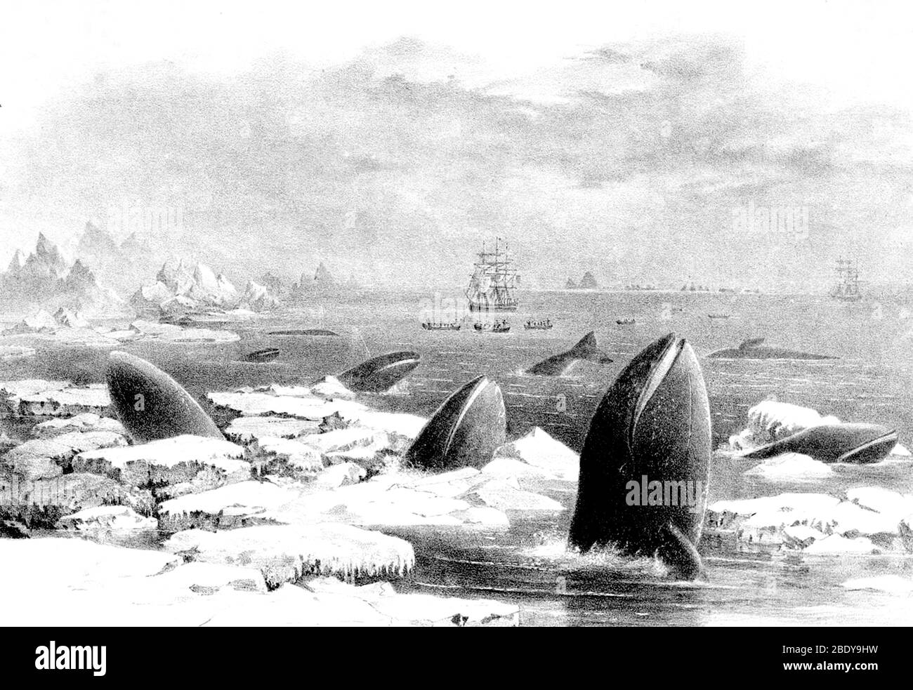 Chasse à la baleine, baleines grises, XIXe siècle Banque D'Images