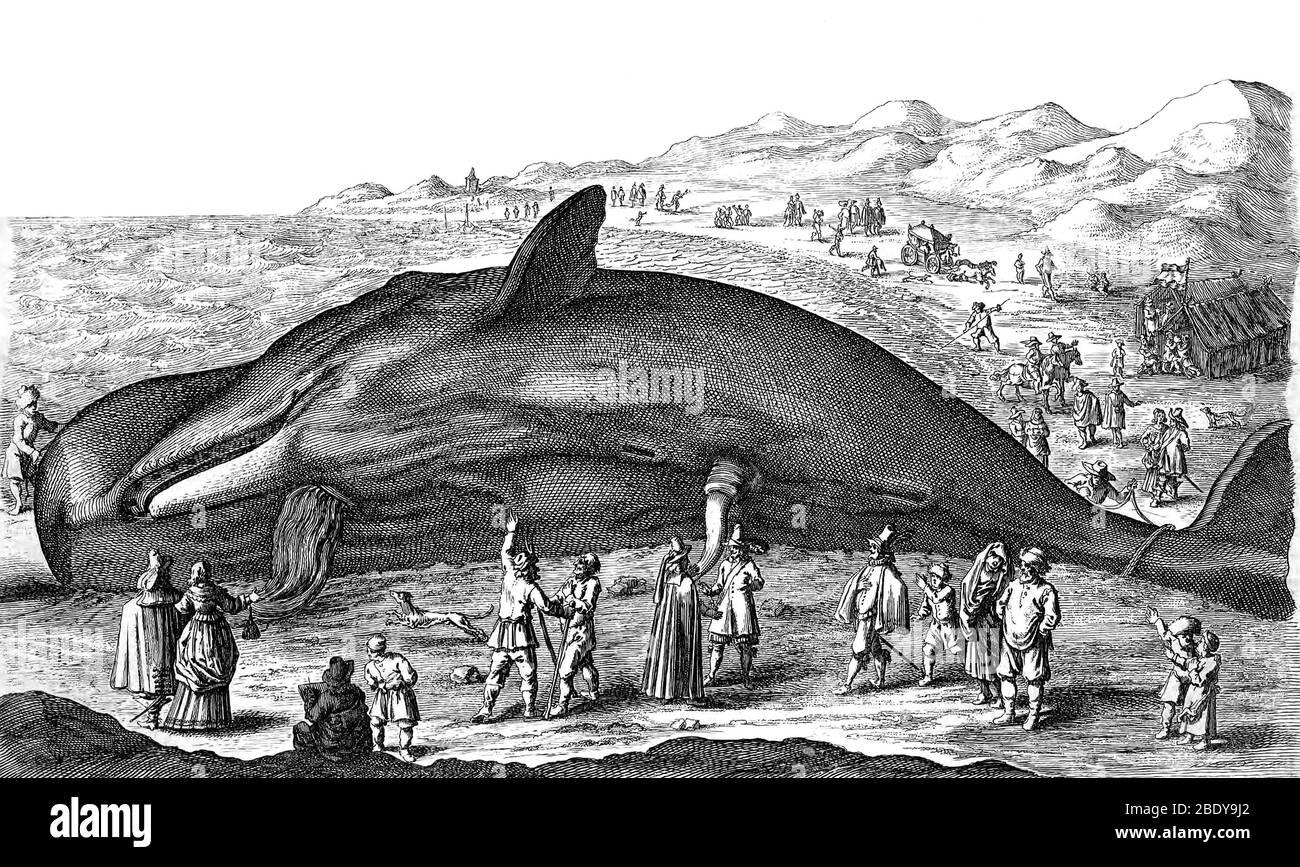 La chasse à la baleine, XVIIe siècle Banque D'Images