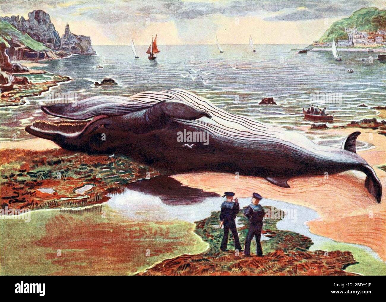 Rorqual Whale, 20ème siècle Banque D'Images