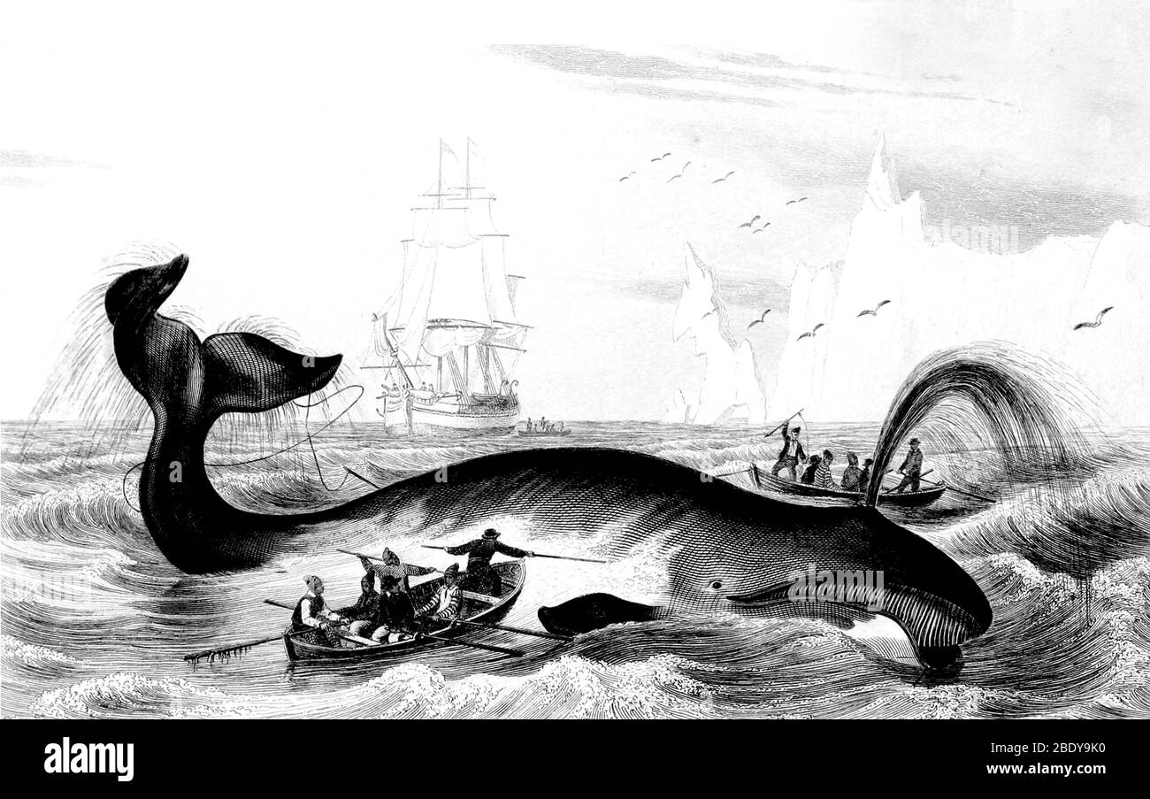 La baleine, 19e siècle Banque D'Images