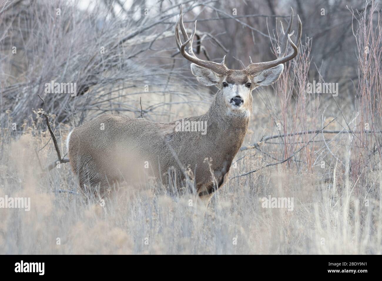 Rocky Mountain le Cerf mulet (Odocoileus hemionus hemionus), Bosque del Apache National Wildlife Refuge, Nouveau Mexique, USA. Banque D'Images