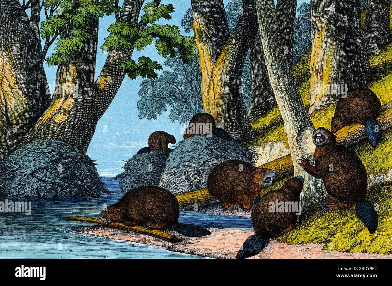 Groupe de Beavers, Amérique du Nord, Illustration Banque D'Images