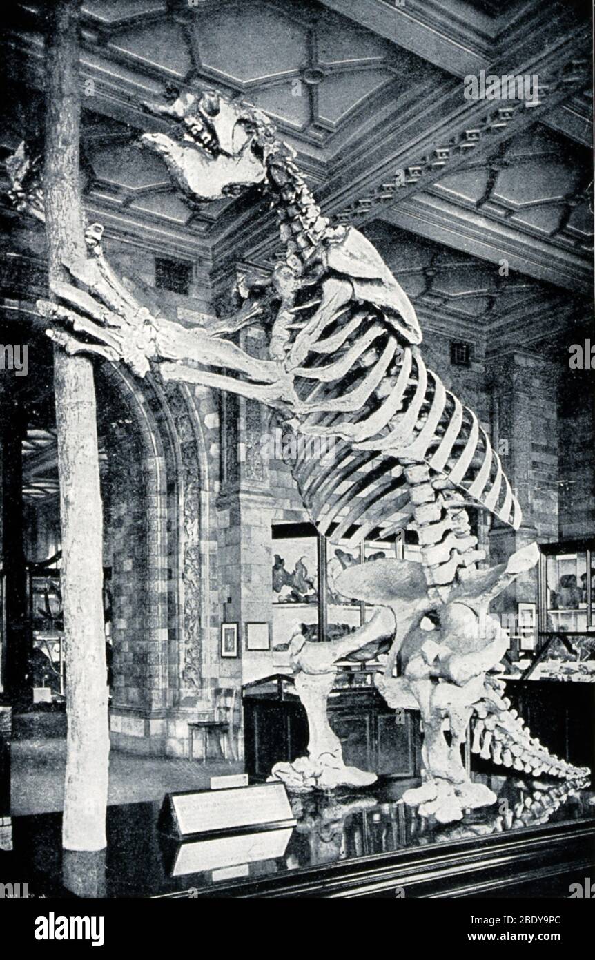 Squelette de Sloth. South American Ground Banque D'Images