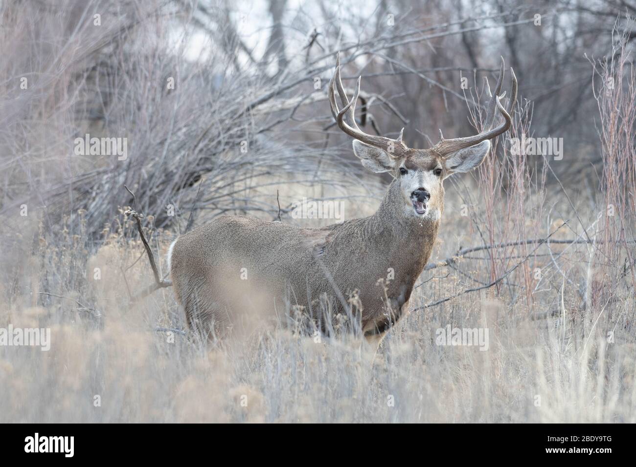 Rocky Mountain le Cerf mulet (Odocoileus hemionus hemionus), Bosque del Apache National Wildlife Refuge, Nouveau Mexique, USA. Banque D'Images