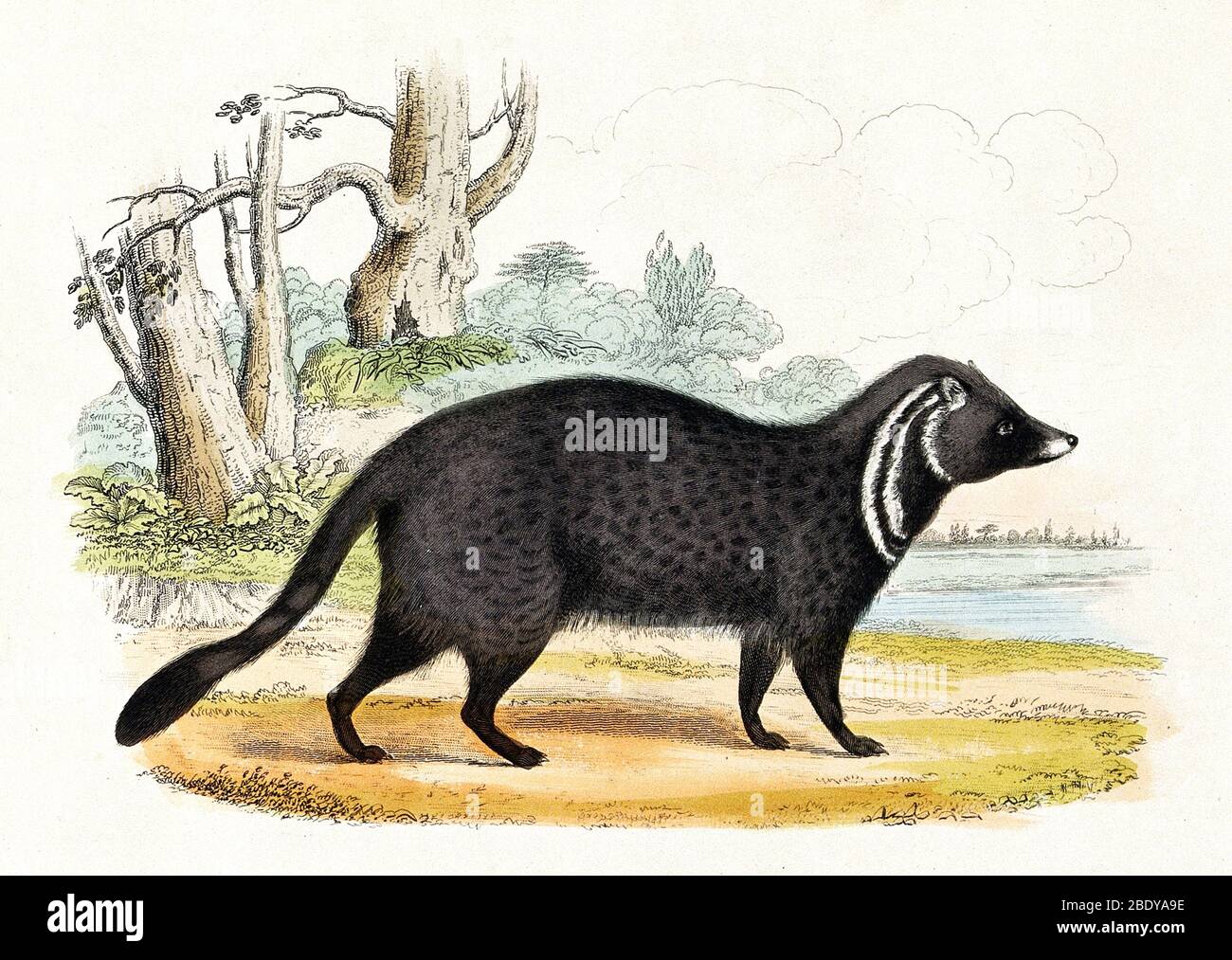 Civet, Illustration Banque D'Images