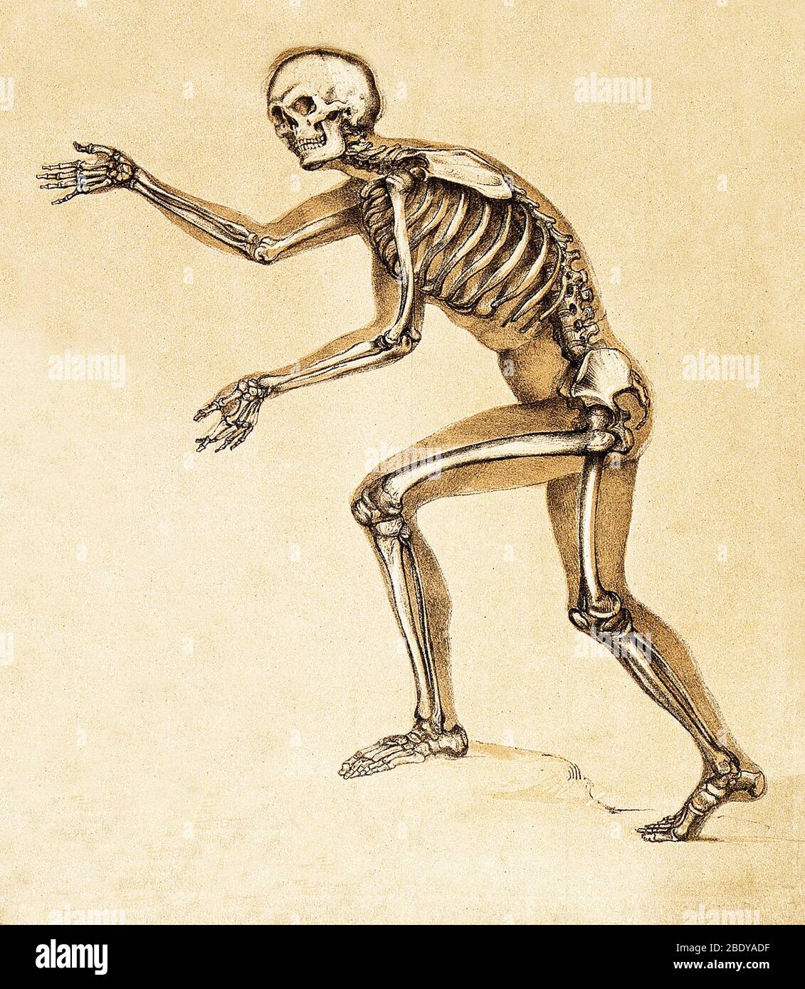 Squelette de l'homme, 1860 Banque D'Images