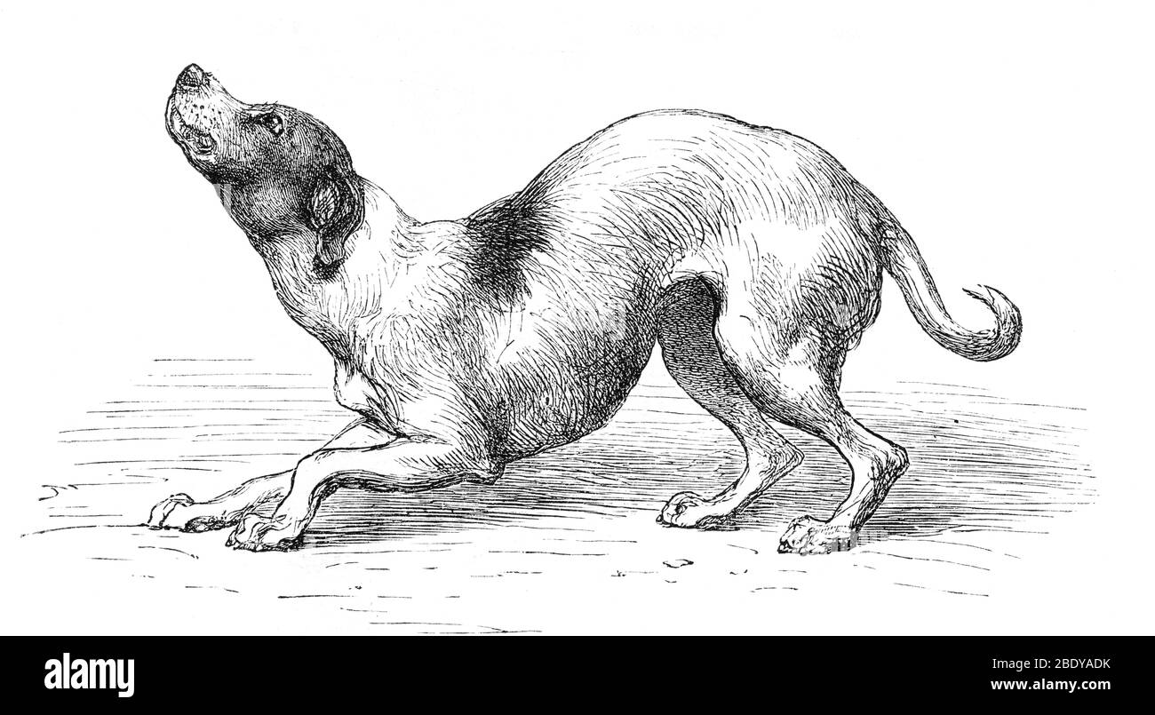 Humble chien de Darwin, Illustration, 1872 Banque D'Images