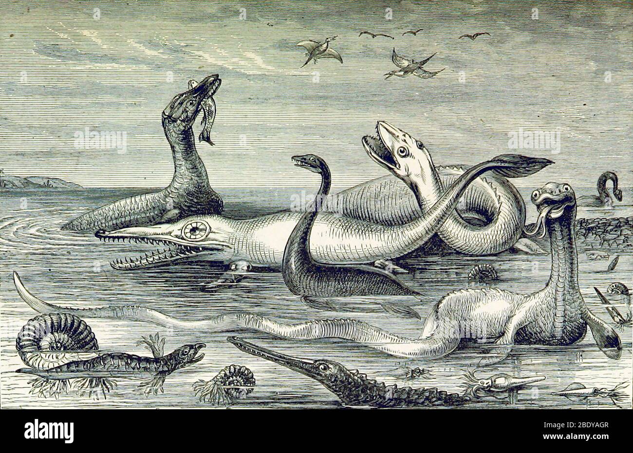 Vie aquatique, ère mésozoïque, illustration Banque D'Images