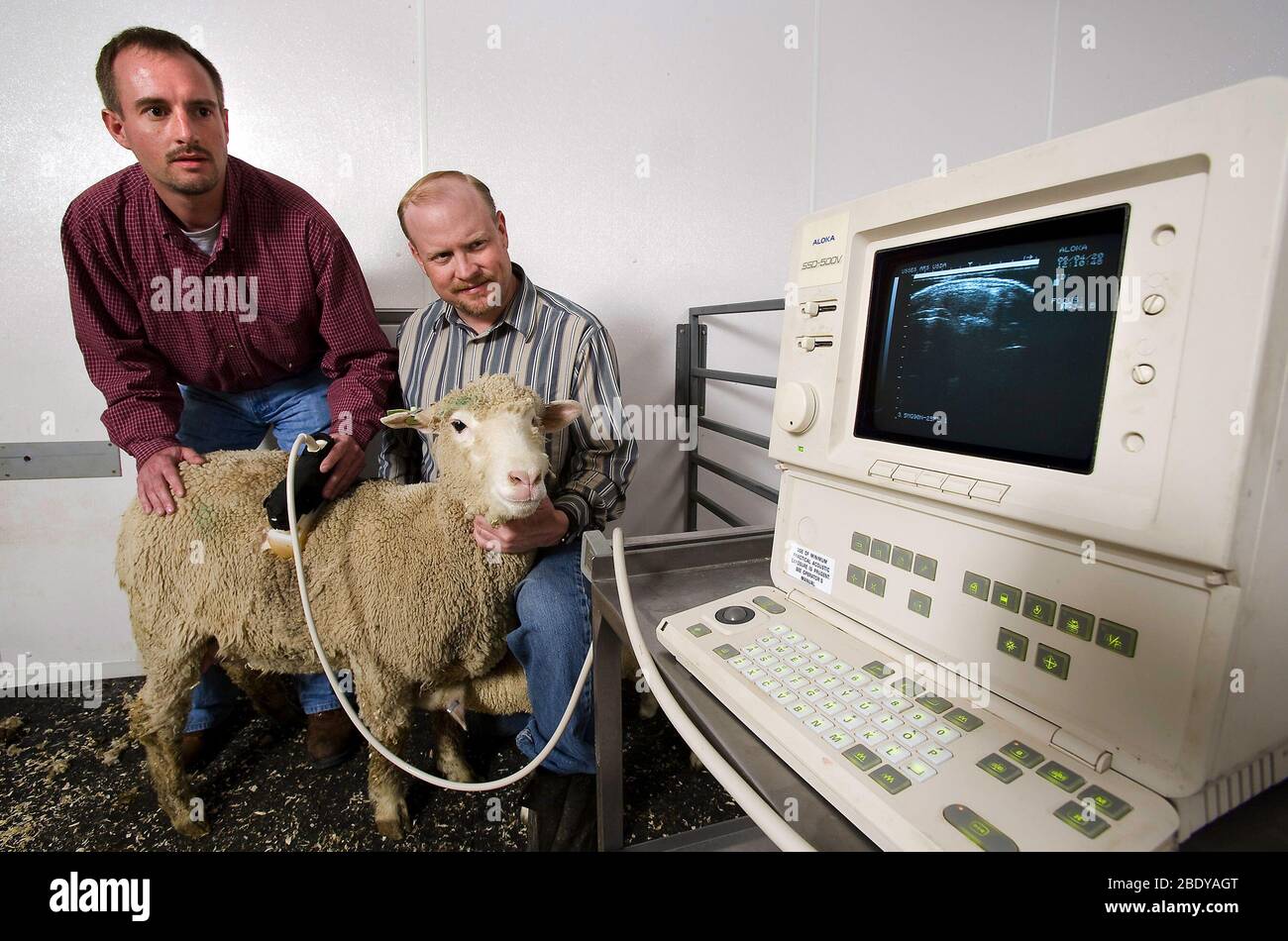 Test échographique d'un agneau Banque D'Images
