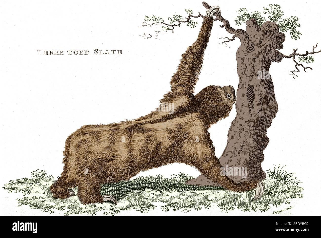 Sloth, trois-toed, création historique Banque D'Images