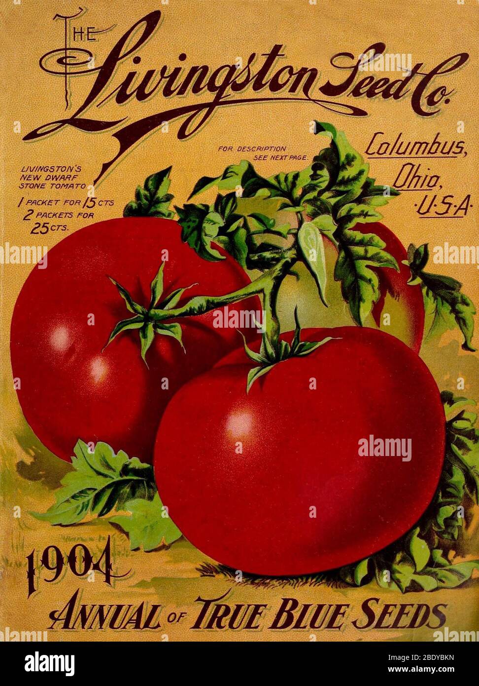 Tomates, Livingston Seed Co., 1904 Banque D'Images