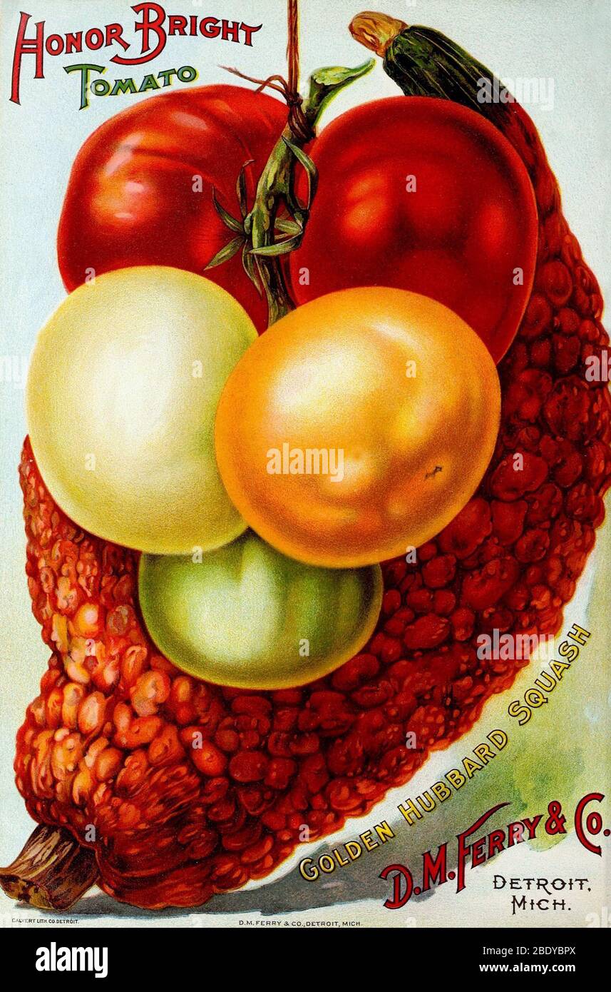 Tomates et courge, D.M. Ferry, 1899 Banque D'Images