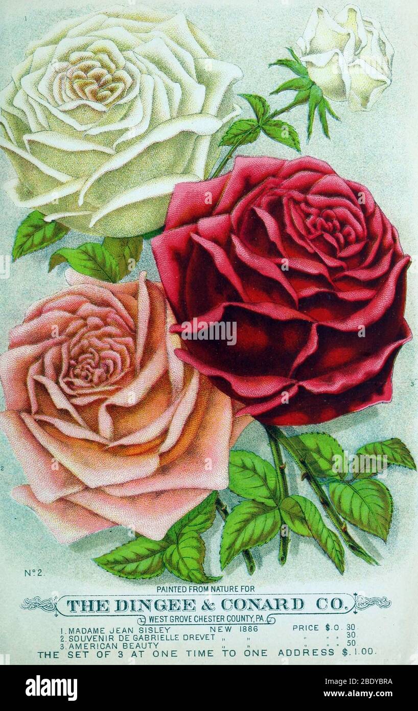 Roses, Dingee et Conard, 1887 Banque D'Images