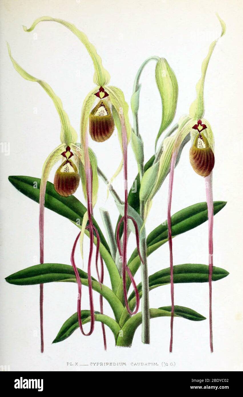 Orchid, Cypripedium caudatum, 1880 Banque D'Images