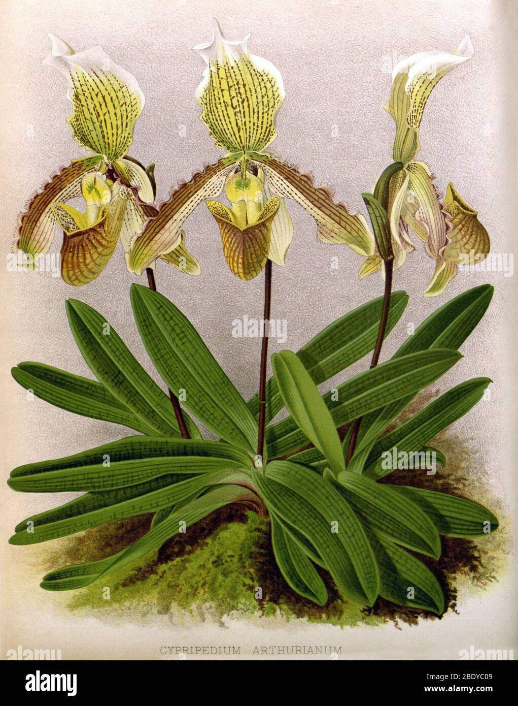 Orchid, Cypripedium arthurianum, 1891 Banque D'Images