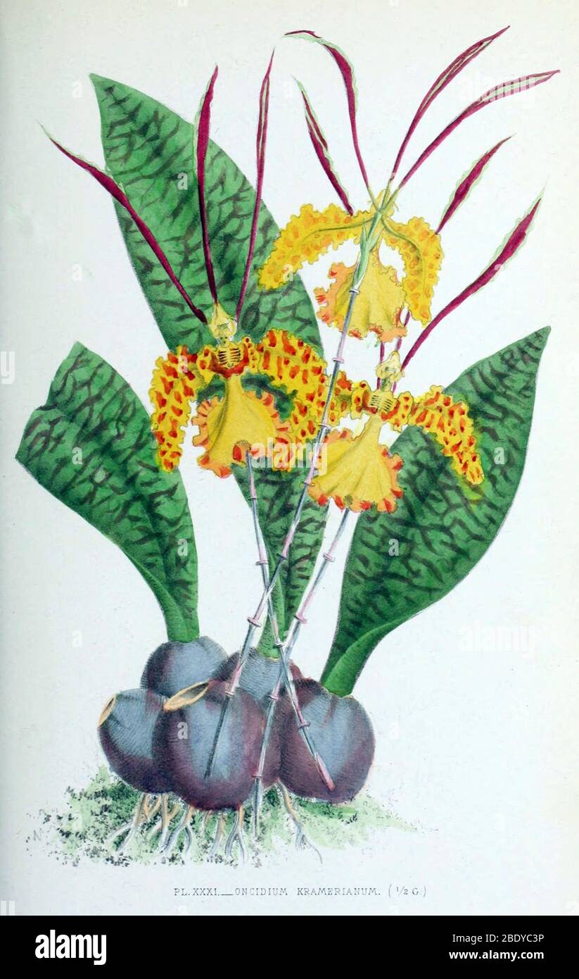 Orchid, Oncidium kramerianum, 1880 Banque D'Images