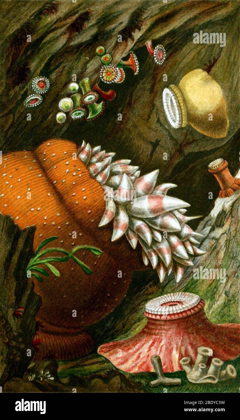 Mer Anemones, 1860 Banque D'Images