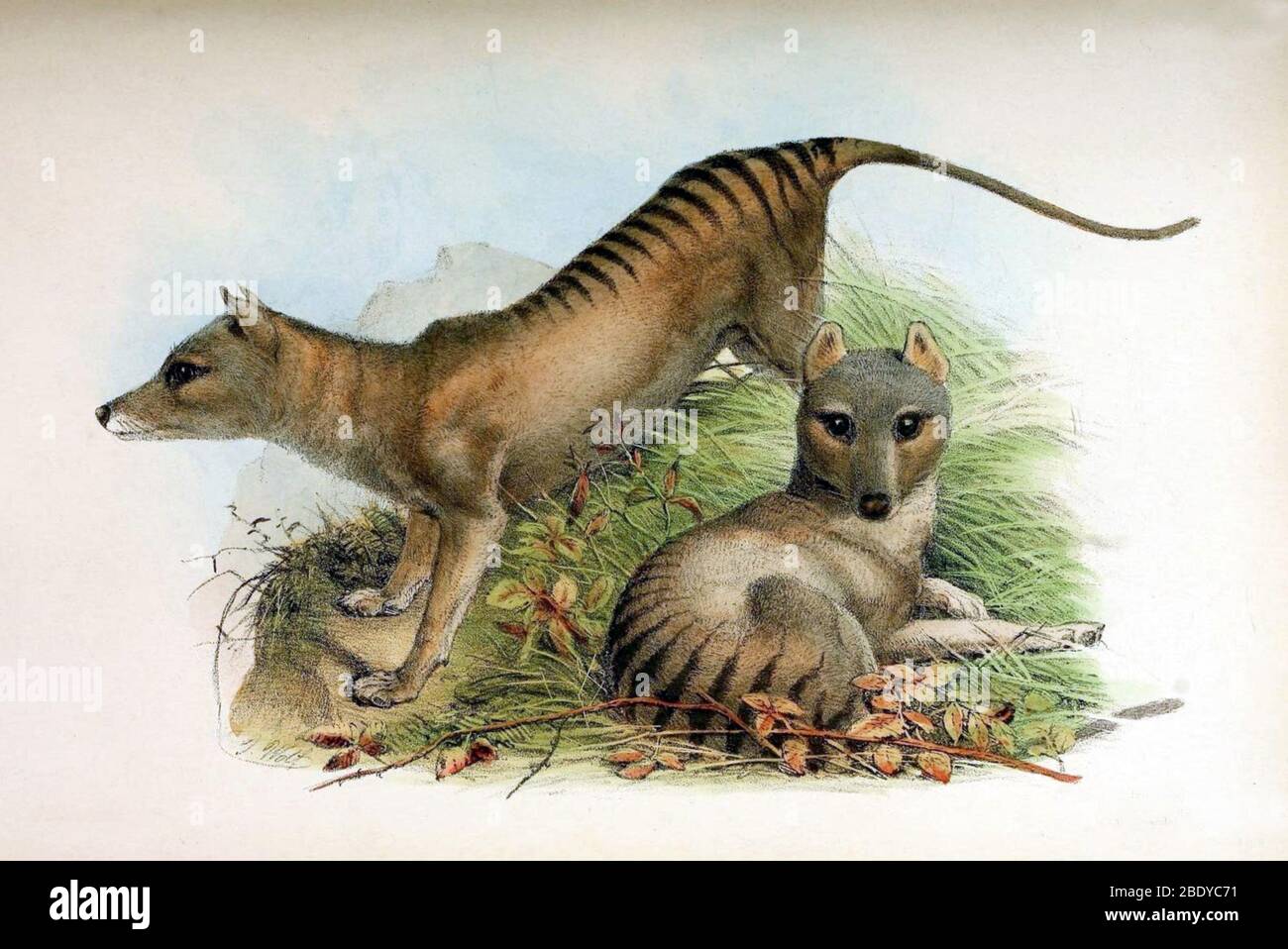 Tigre de Tasmanie, espèces éteintes Banque D'Images