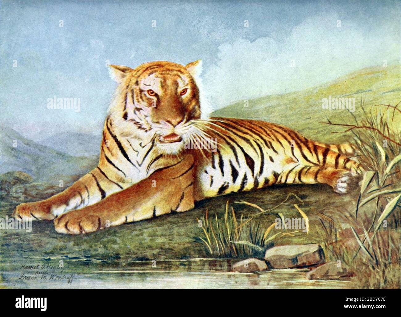 Tigre du Bengale, espèces en voie de disparition Banque D'Images