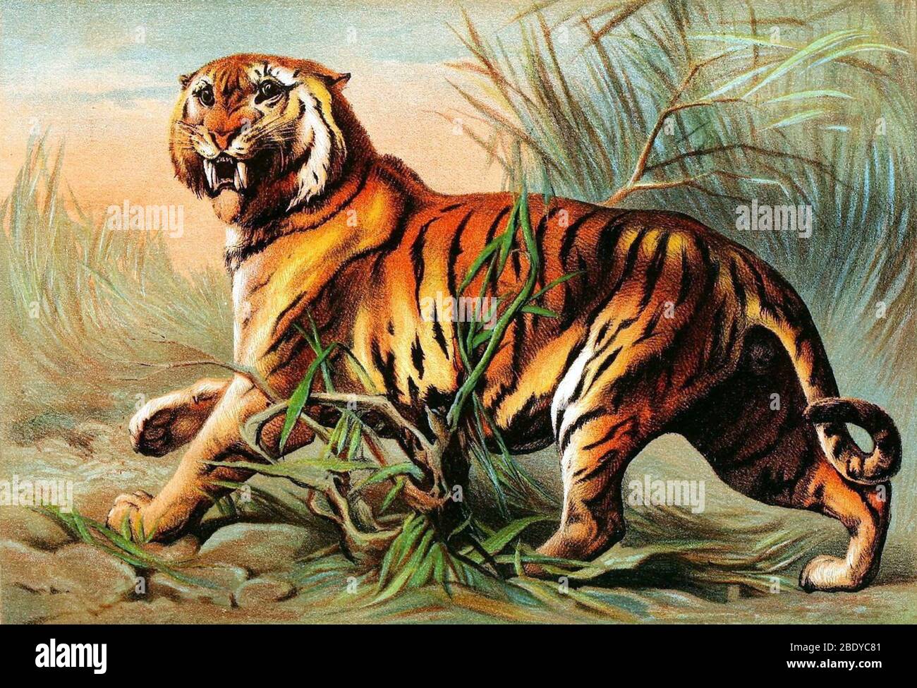 Tigre du Bengale, espèces en voie de disparition Banque D'Images