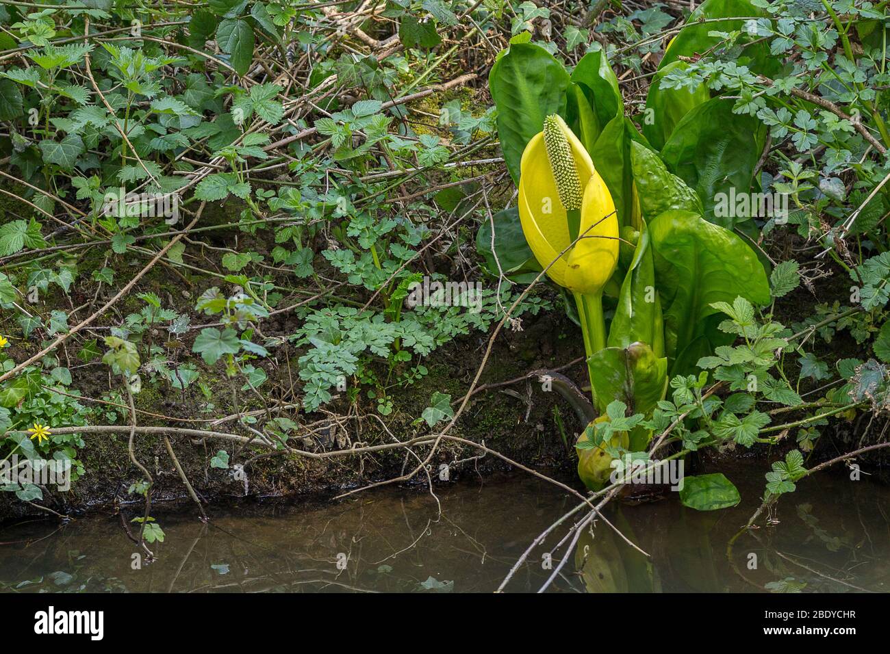 Grande plante jaune au bord de la rivière avec des étamines à centre de pétales ronds et une seule tige épaisse et plusieurs grandes feuilles vertes ondulées de crinkley Banque D'Images