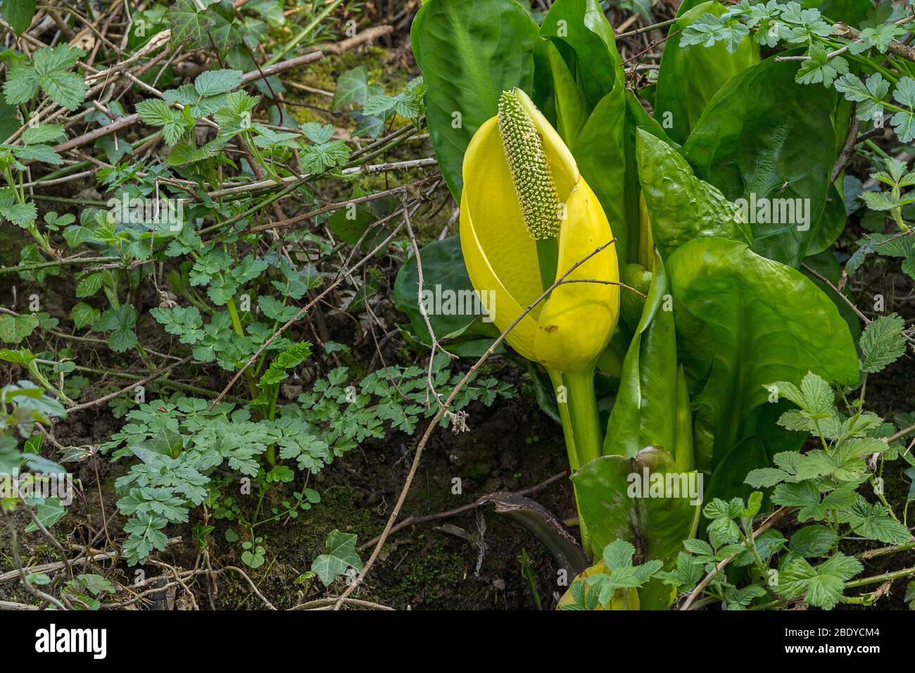 Grande plante jaune au bord de la rivière avec des étamines à centre de pétales ronds et une seule tige épaisse et plusieurs grandes feuilles vertes ondulées de crinkley Banque D'Images