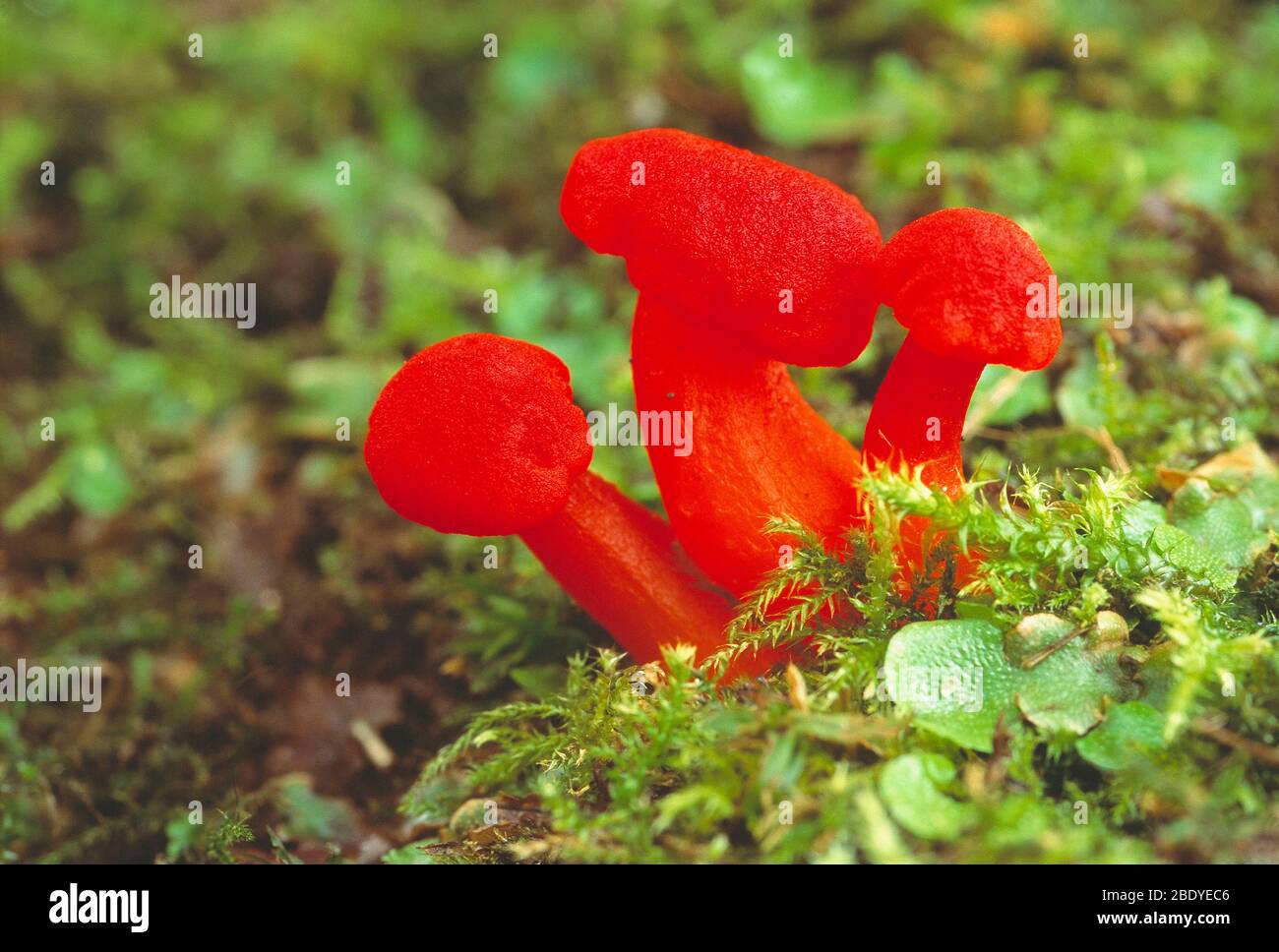 Guernesey. Champignons. Gros plan sur les champignons ciboux de la écarlate. Hygrocybe coccinea. Banque D'Images