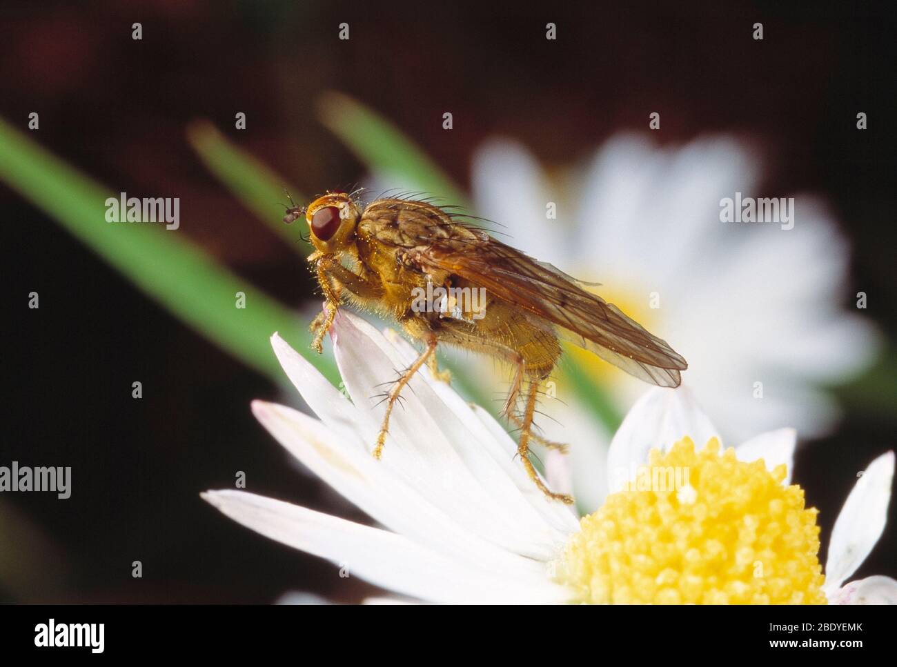 Guernesey. Faune. Insectes. Jaune Dung Fly sur la fleur. Scathophaga stercoraria Banque D'Images