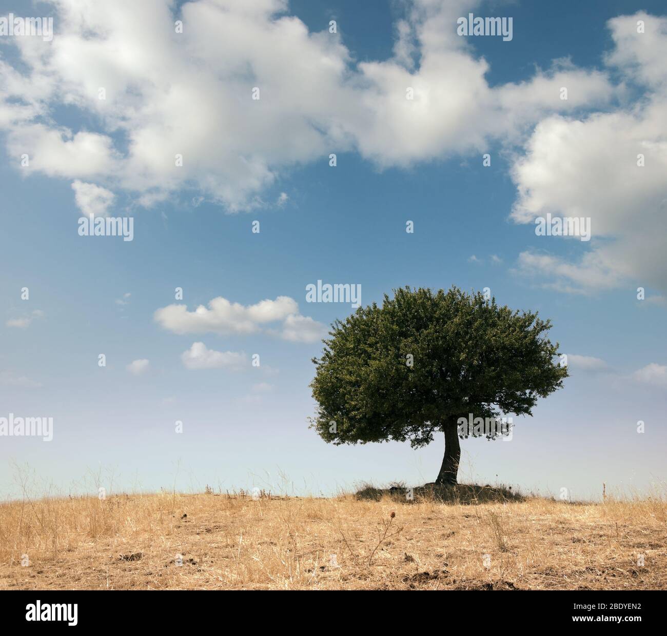 Chêne et nuages blancs en Sicile rurale, Italie Banque D'Images