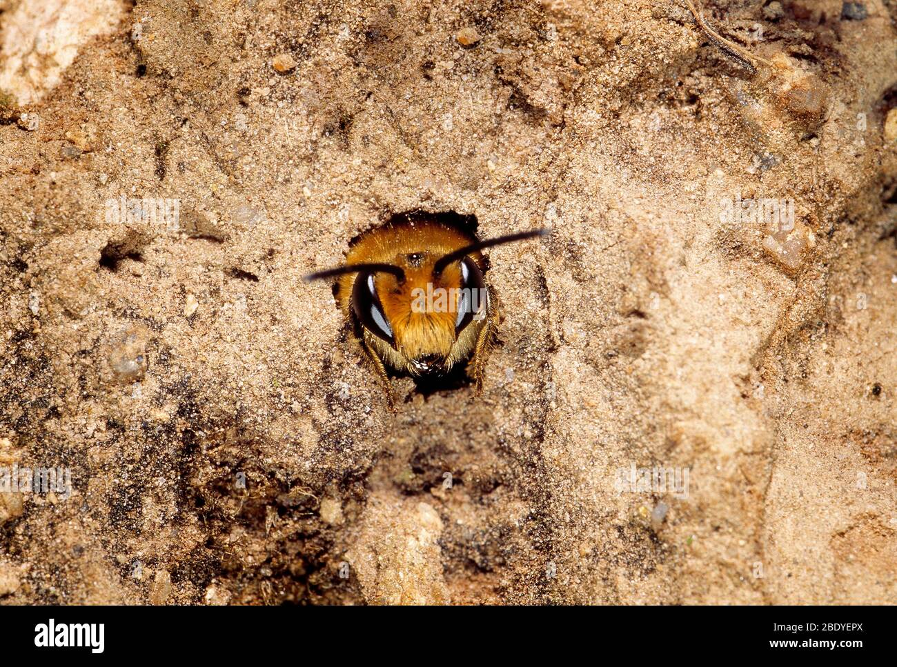 Guernesey. Faune. Insectes. Abeille minière émergeant du trou de sortie souterrain de nid. Banque D'Images