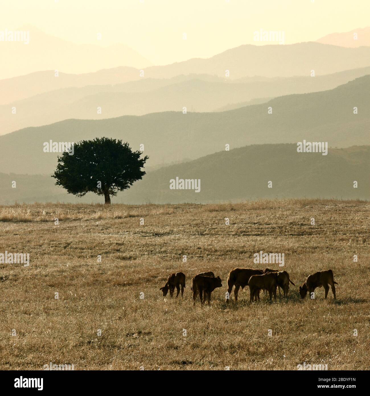 Troupeau de veaux pacage dans un champ avec arbre seul, sur fond montagne couche crête de Sicile le soir Banque D'Images