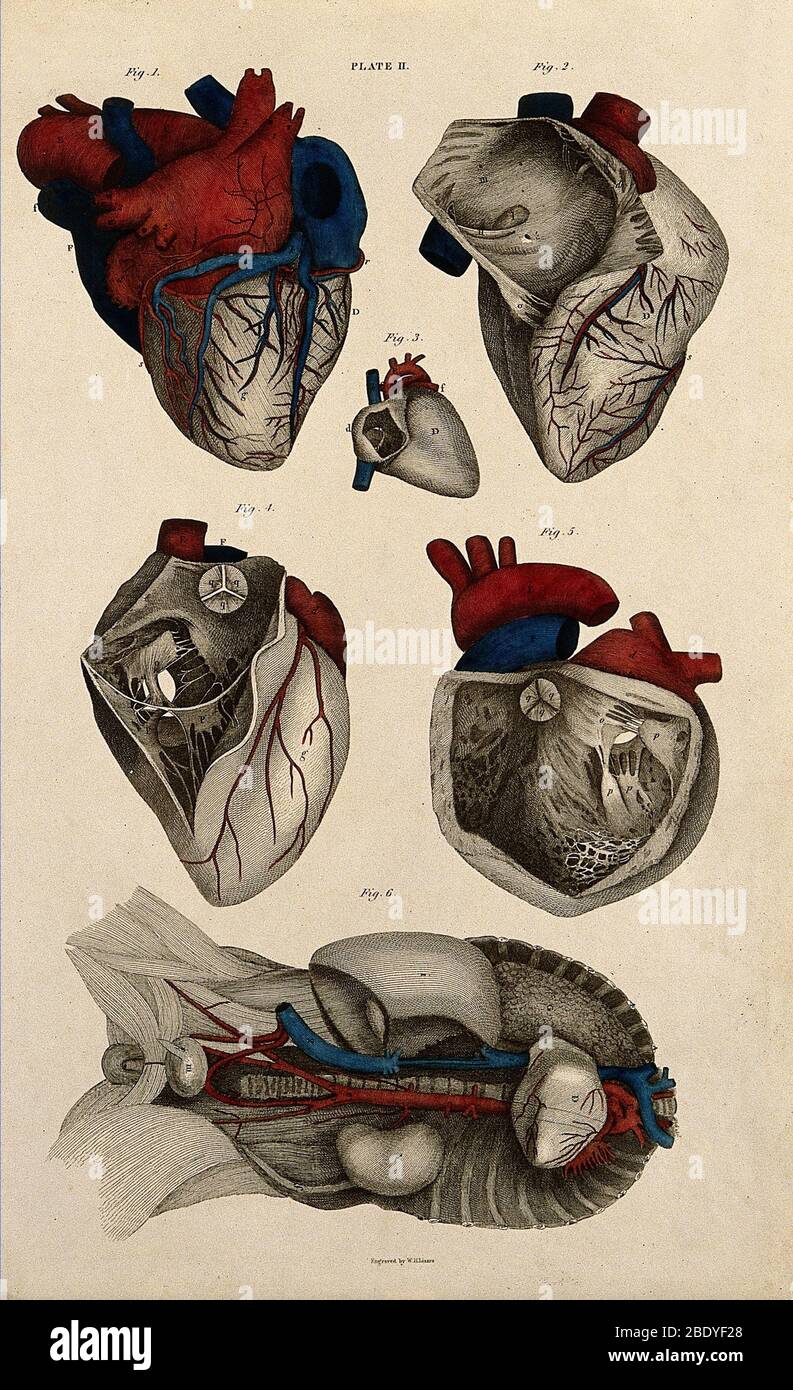 Cœur, Illustration anatomique, 1822 Banque D'Images