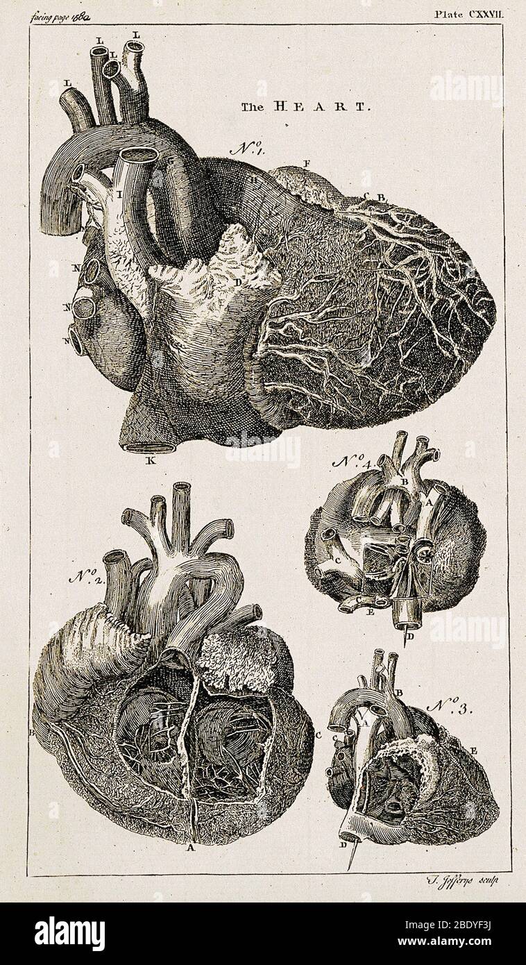 Cœur, Illustration anatomique, 1763 Banque D'Images