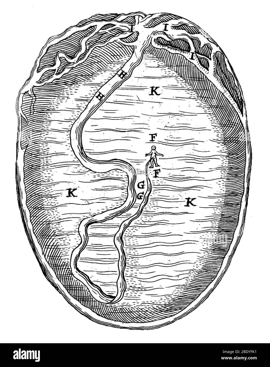 Embryon et utérus, Illustration, 1671 Banque D'Images