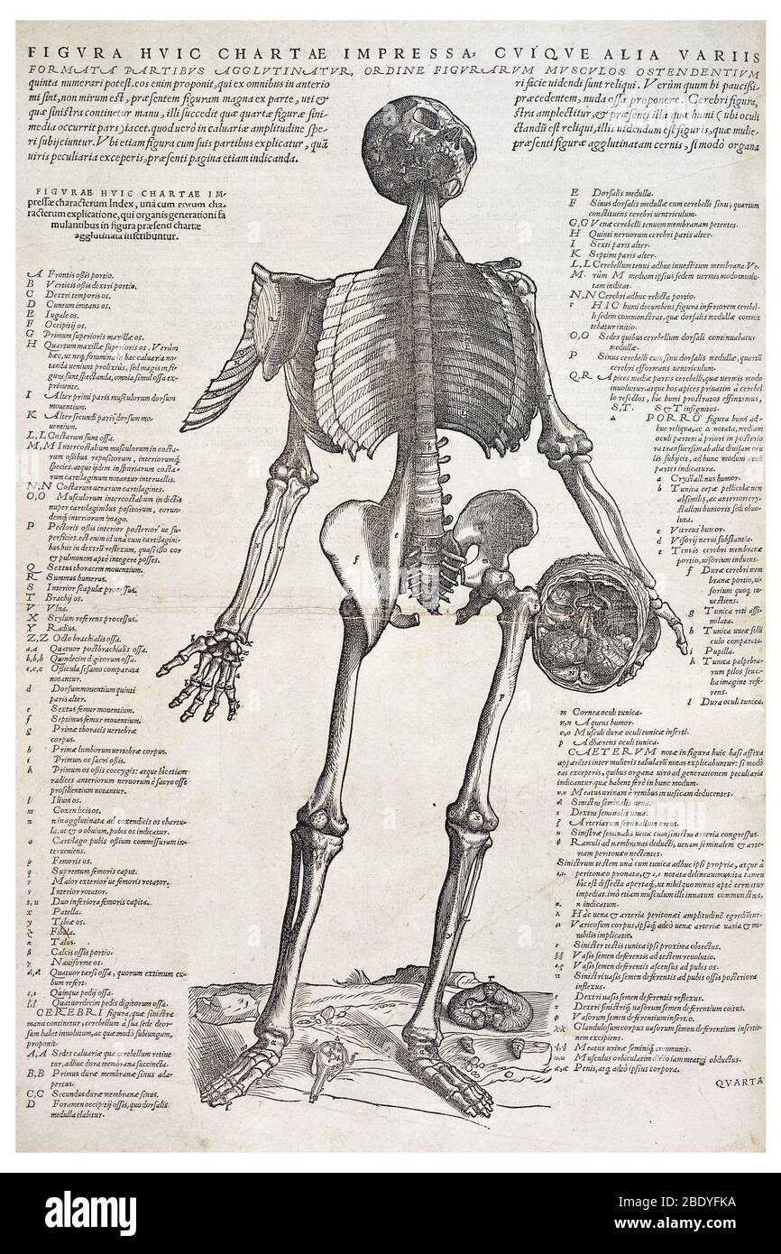 Skeleton Holding A Skull, Andreas Vesalius, 1543 Banque D'Images