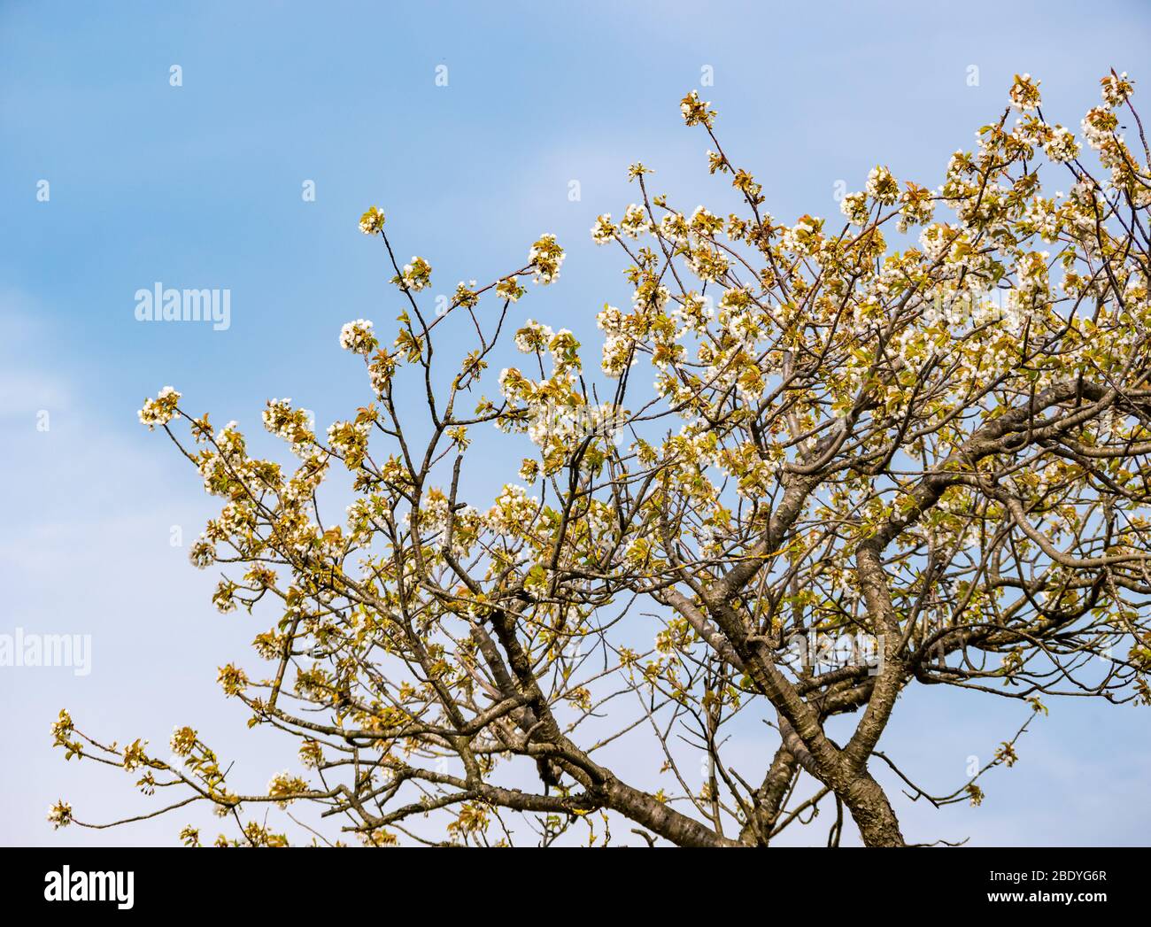 Cerisier blanc le printemps s'épanouir contre le ciel, Ecosse, Royaume-Uni Banque D'Images