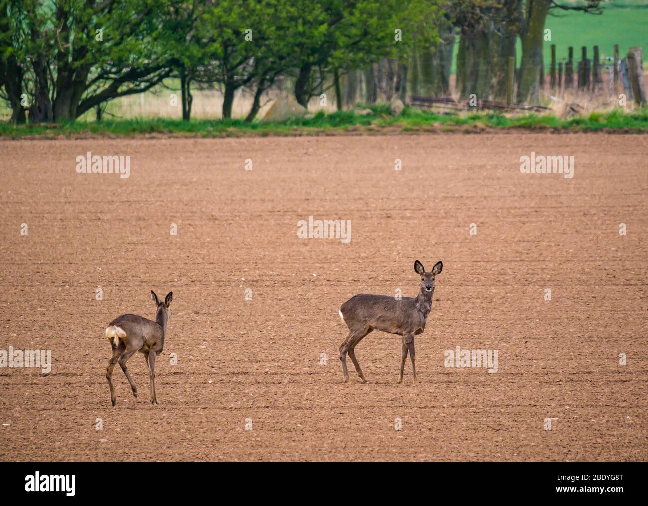 Paire de cerfs de roe dans le champ labouré regardant attentif et alerte, East Lothian, Ecosse, Royaume-Uni Banque D'Images