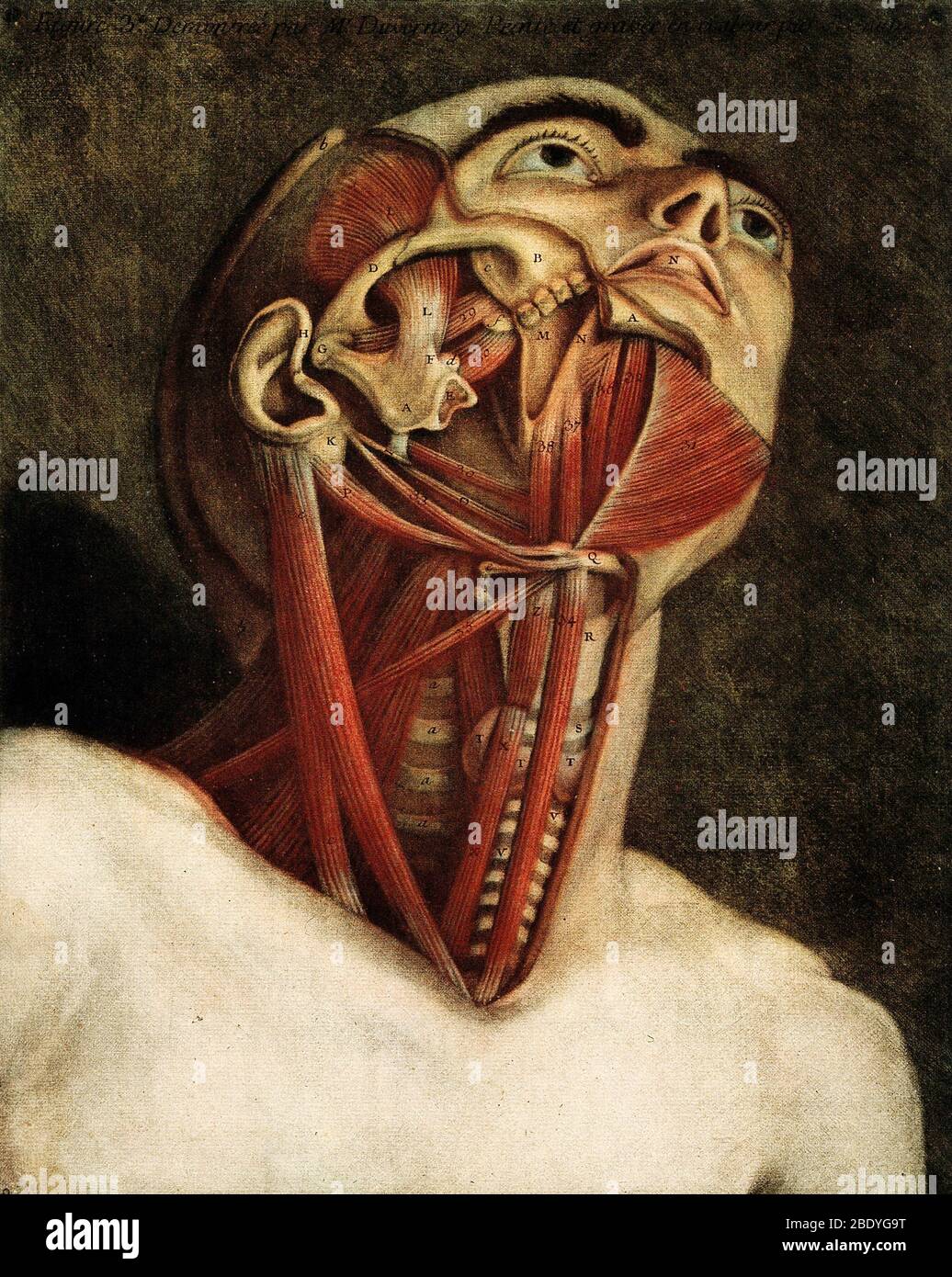 Dissection anatomique, illustration du XVIIIe siècle Banque D'Images