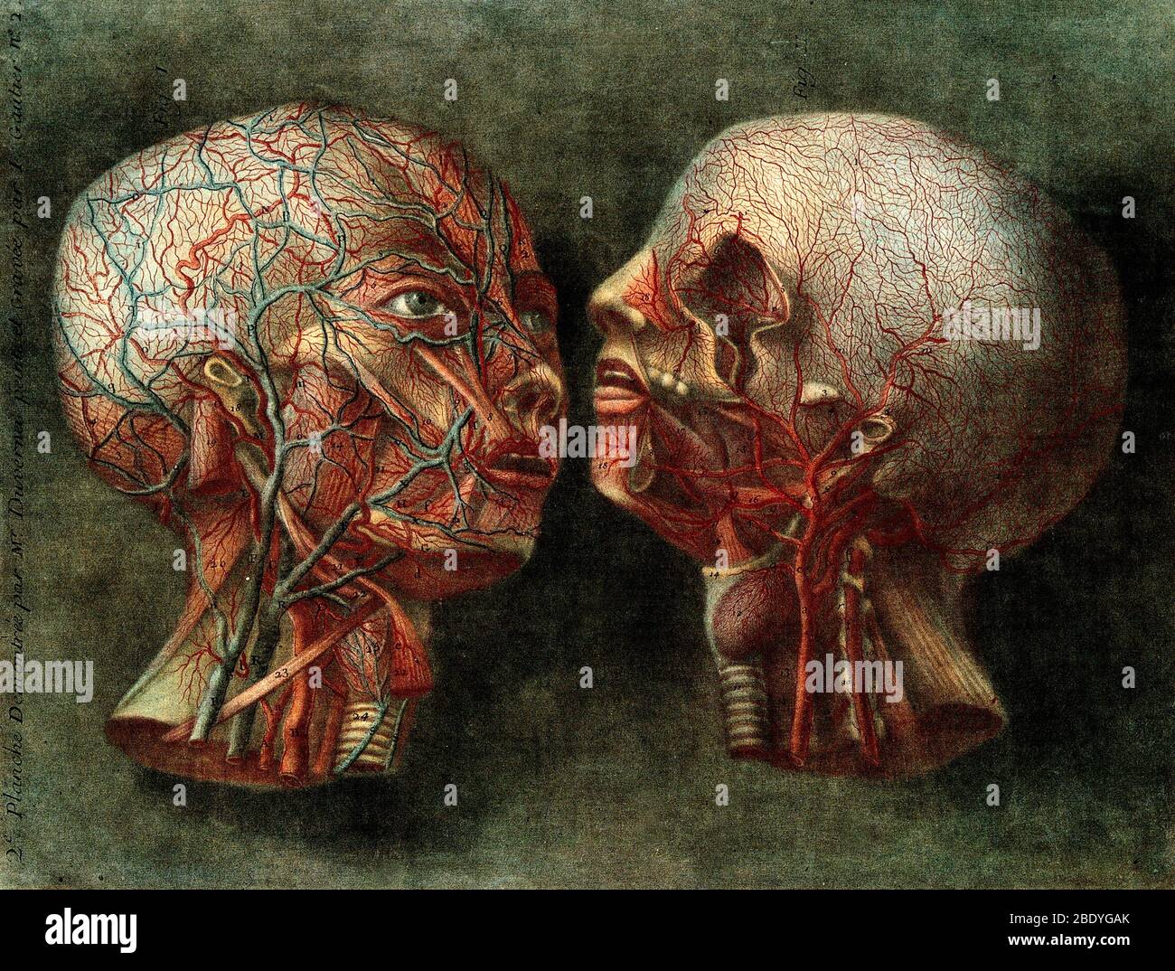 Dissection anatomique, illustration du XVIIIe siècle Banque D'Images