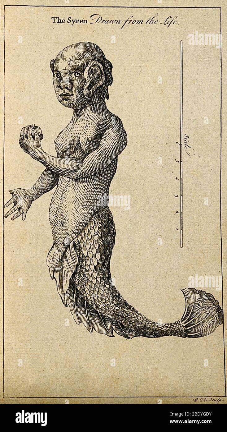 Sirène ou la Sirenne, 18ème siècle Banque D'Images
