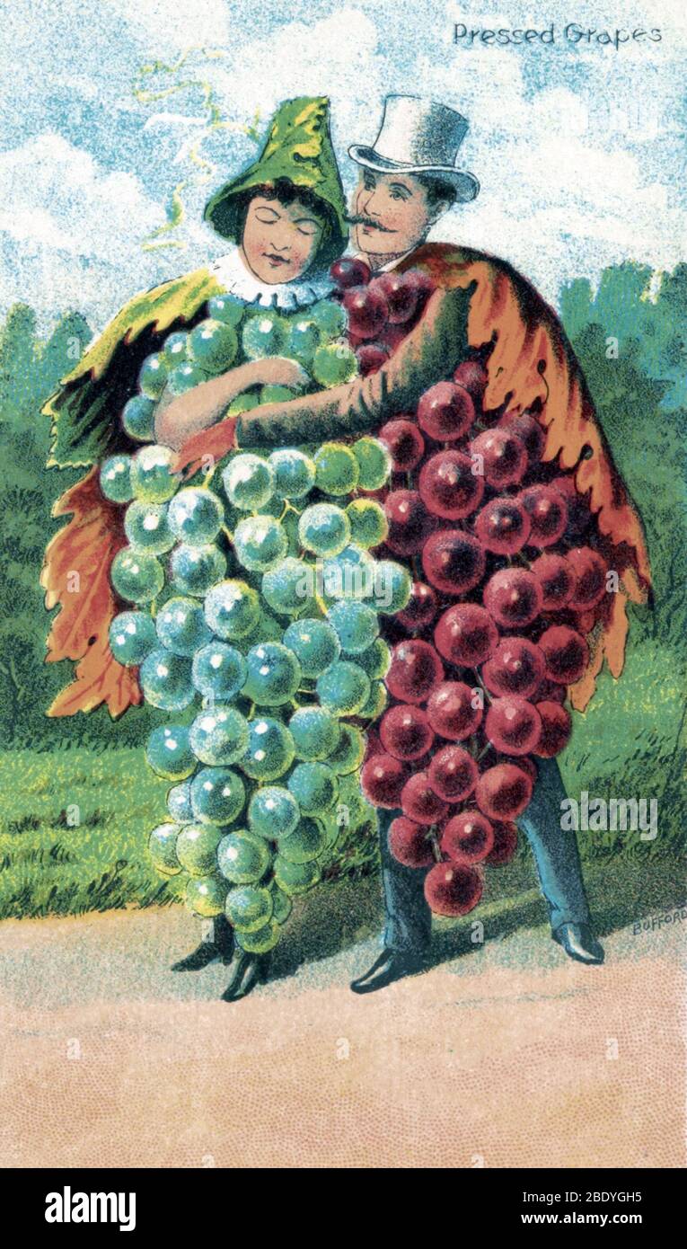 Raisins, carte de fruits Bufford, 1887 Banque D'Images