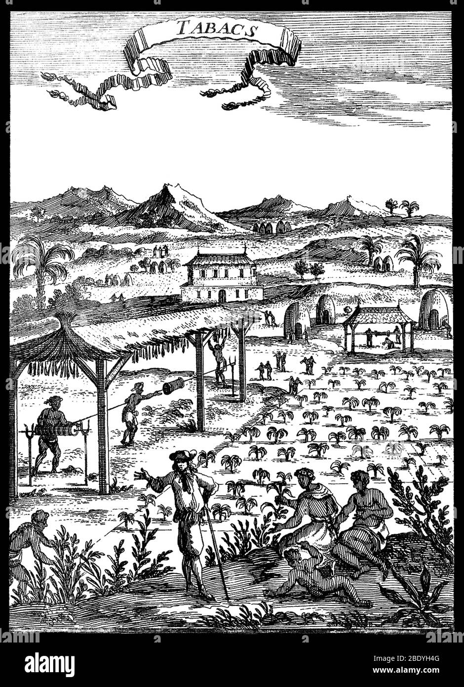 Plantation de tabac avec esclaves, XVIIe siècle Banque D'Images