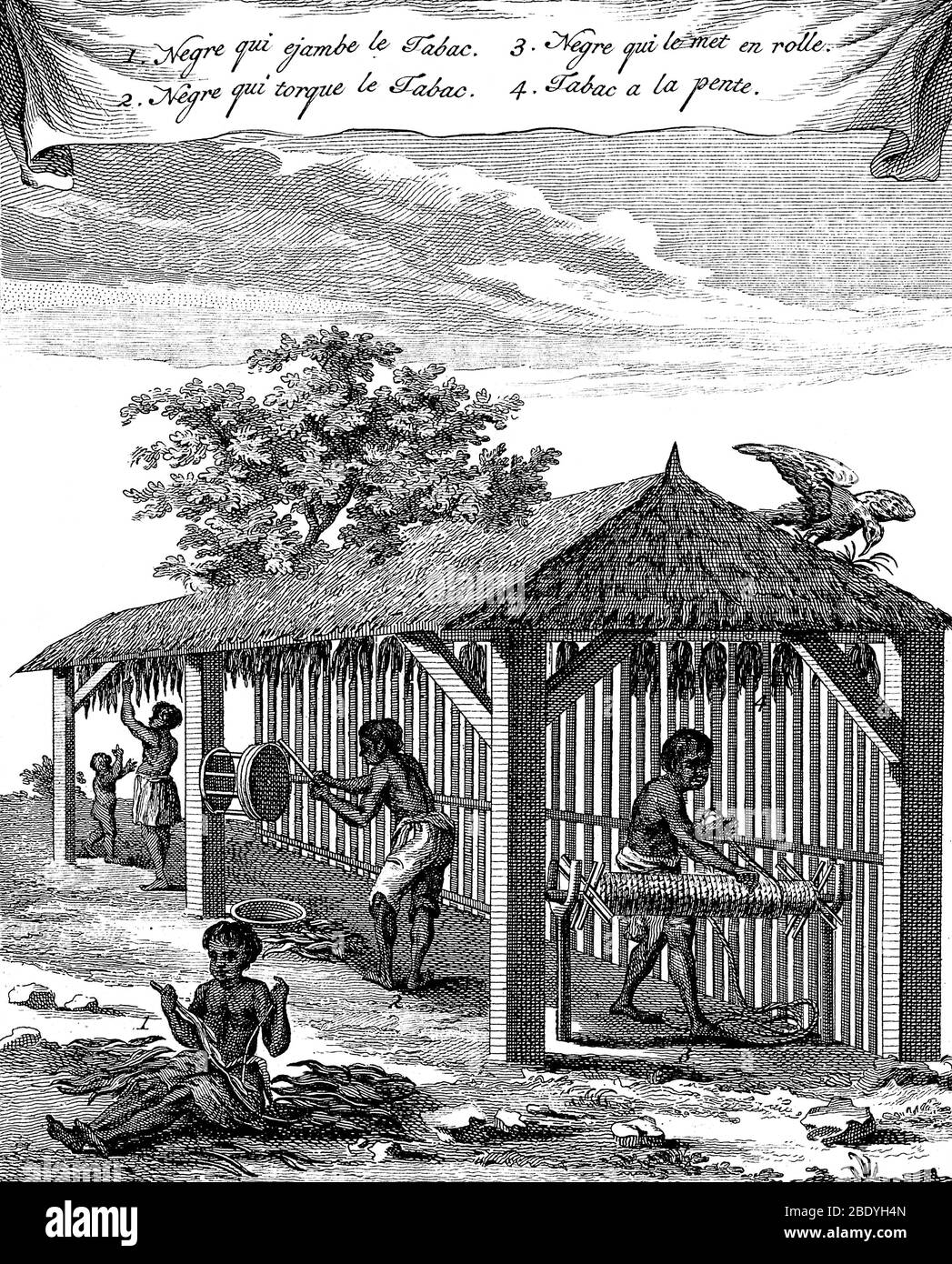 Travailleurs de la plantation de tabac, XVIIIe siècle Banque D'Images